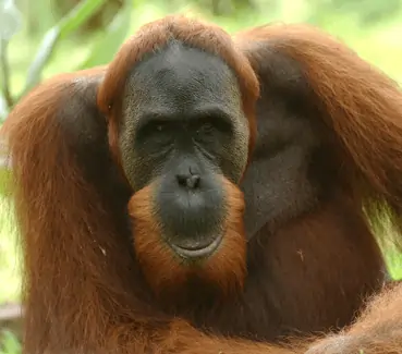 People signing a petition to support orangutan conservation and protect their natural habitat