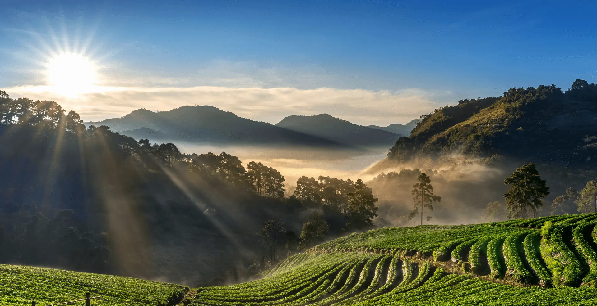 Panoramic view of a lush tea estate in the mountains of Thailand, with neatly arranged tea rows and rolling green hills under a clear blue sky.